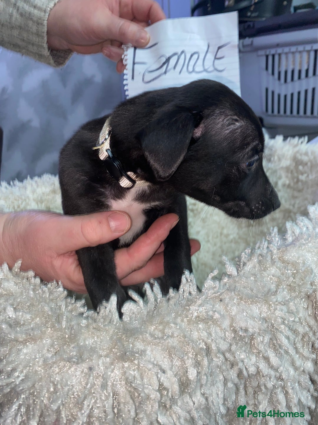 Mixed Breed dogs for sale: Collie lurcher greyhound mix - Advert 17