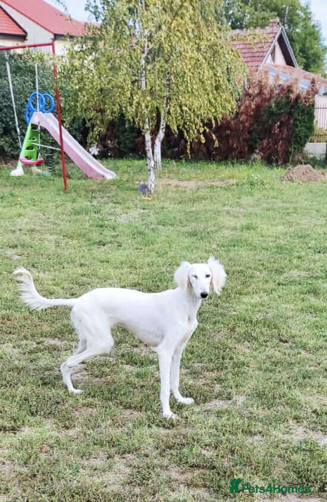 Saluki dogs for adoption: Jasmine - Advert 4