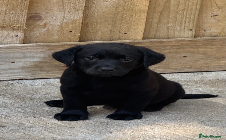 Labrador Retriever dogs - Advert 16