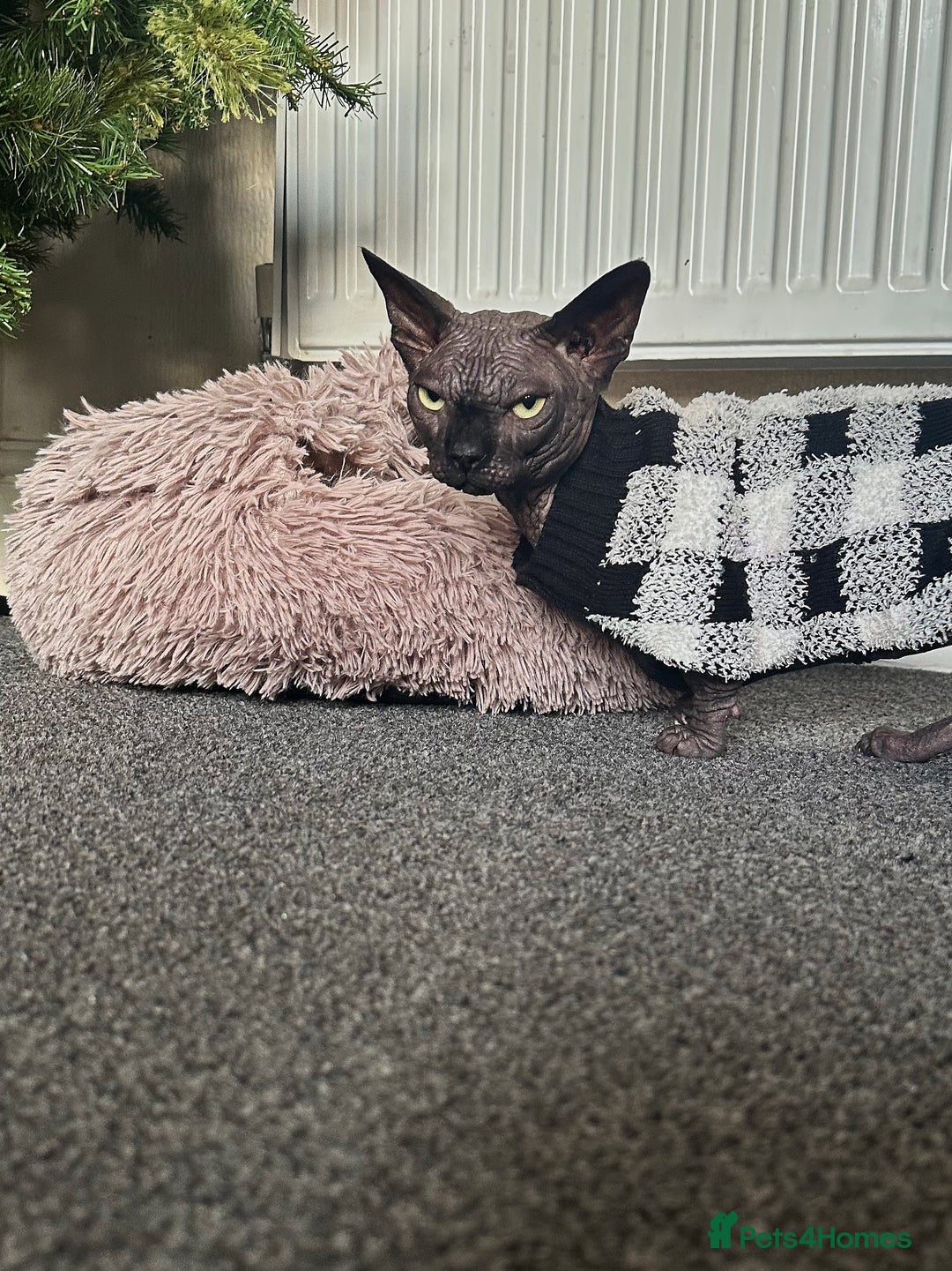 Sphynx cats for stud: Proven TICA Bambino sphynx for Stud  - Advert 7