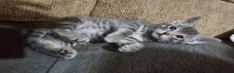 Mixed Breed cats for sale: Adorable Grey kittens for sale  - Advert 14