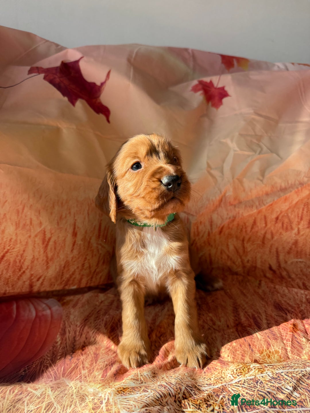 Cocker Spaniel dogs for sale: 🧡Fox Red WCS🧡 - Image 16