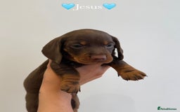 Dachshund dogs for sale: dachshund puppy’s for sale - Image 9