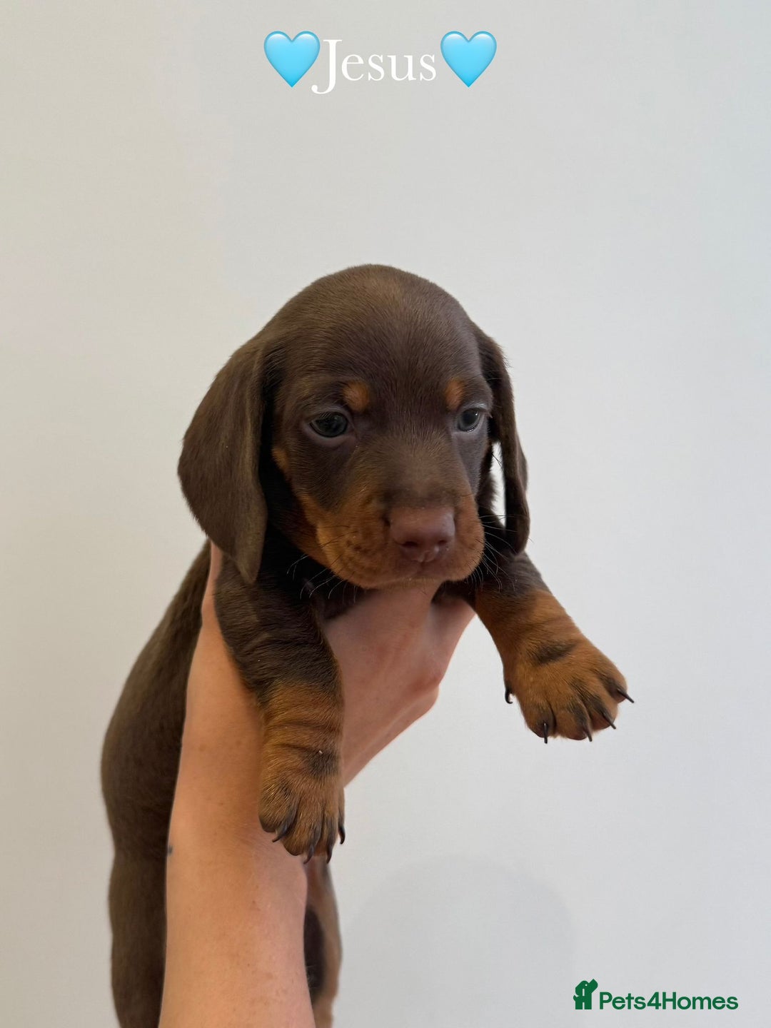 Dachshund dogs for sale: dachshund puppy’s for sale - Image 9
