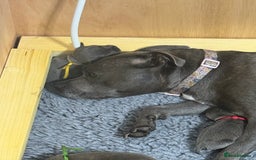 Staffordshire Bull Terrier dogs for sale: 🐾Beautiful chunky Staffies 🐾 - Image 20