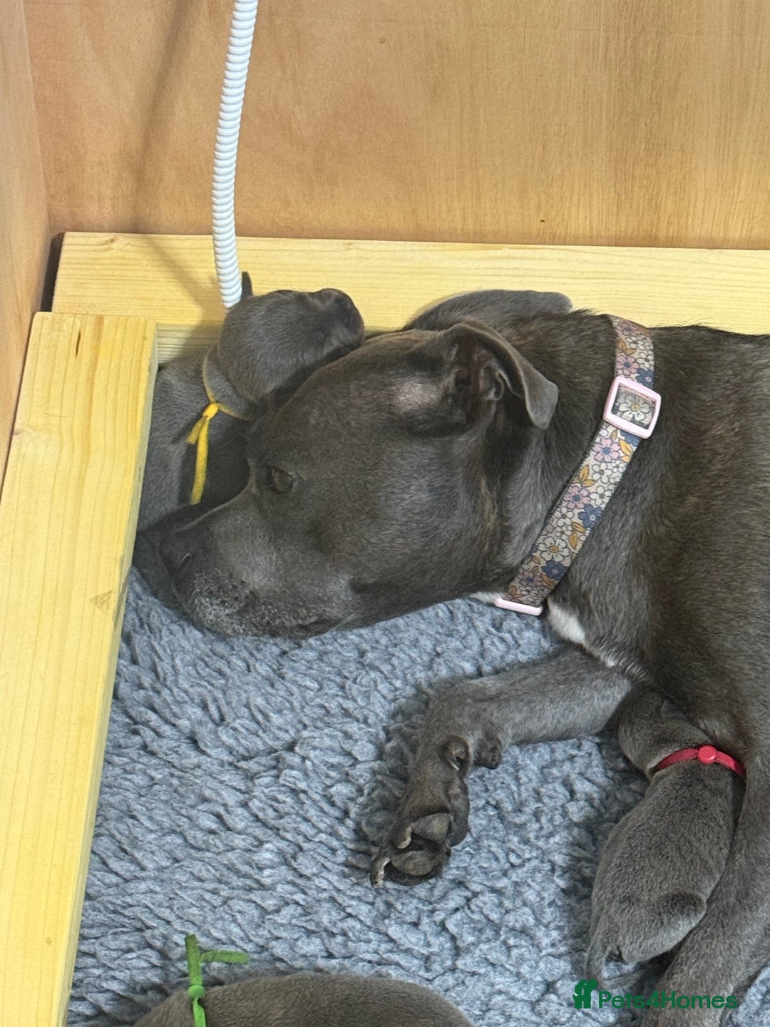 Staffordshire Bull Terrier dogs for sale: 🐾Beautiful chunky Staffies 🐾 - Image 20