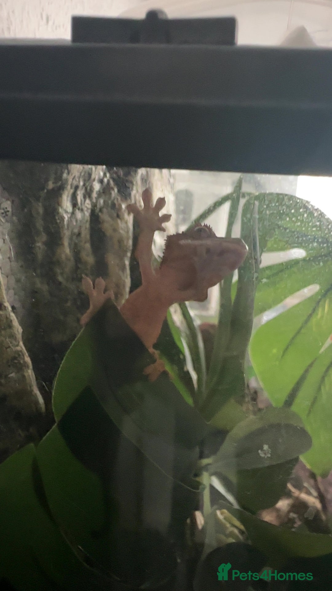 Gecko reptiles for sale: Crested gecko  - Image 5