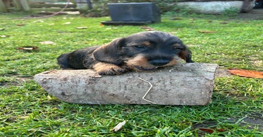 Dachshund dogs Dual Purpose Standard Wirehaired Dachshund(Teckel) - Advert 1