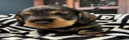 Dachshund dogs for sale: Stunning Kc standard wirehaired  - Advert 12