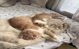 British Shorthair cats for sale: British Short hair kitten  - Advert 1