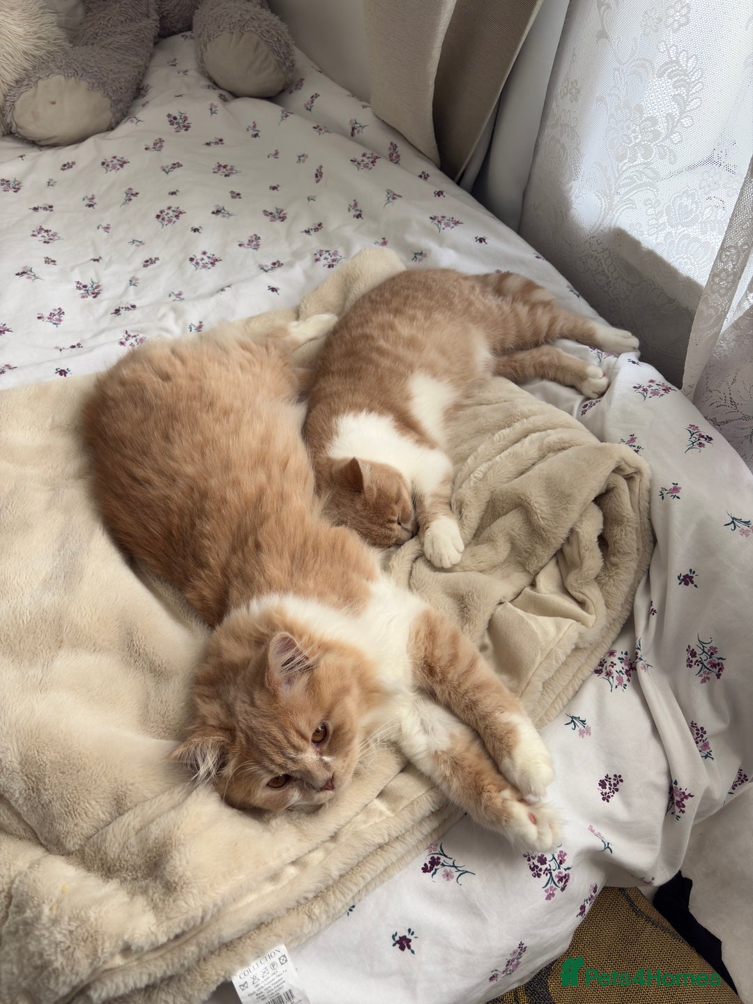 British Shorthair cats for sale: British Short hair kitten  - Advert 1