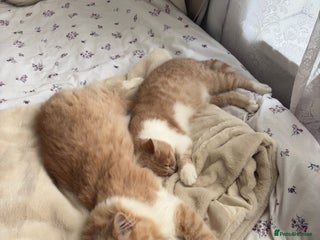 British Shorthair cats for sale: British Short hair kitten - Advert 1