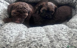 Shihpoo dogs for sale: Imperial toy Shihpoos  - Image 15