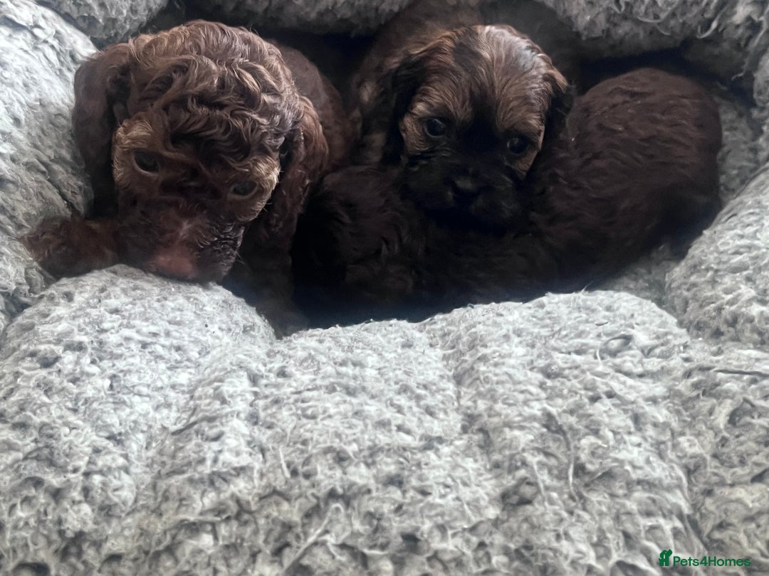 Shihpoo dogs for sale: Imperial toy Shihpoos  - Image 15