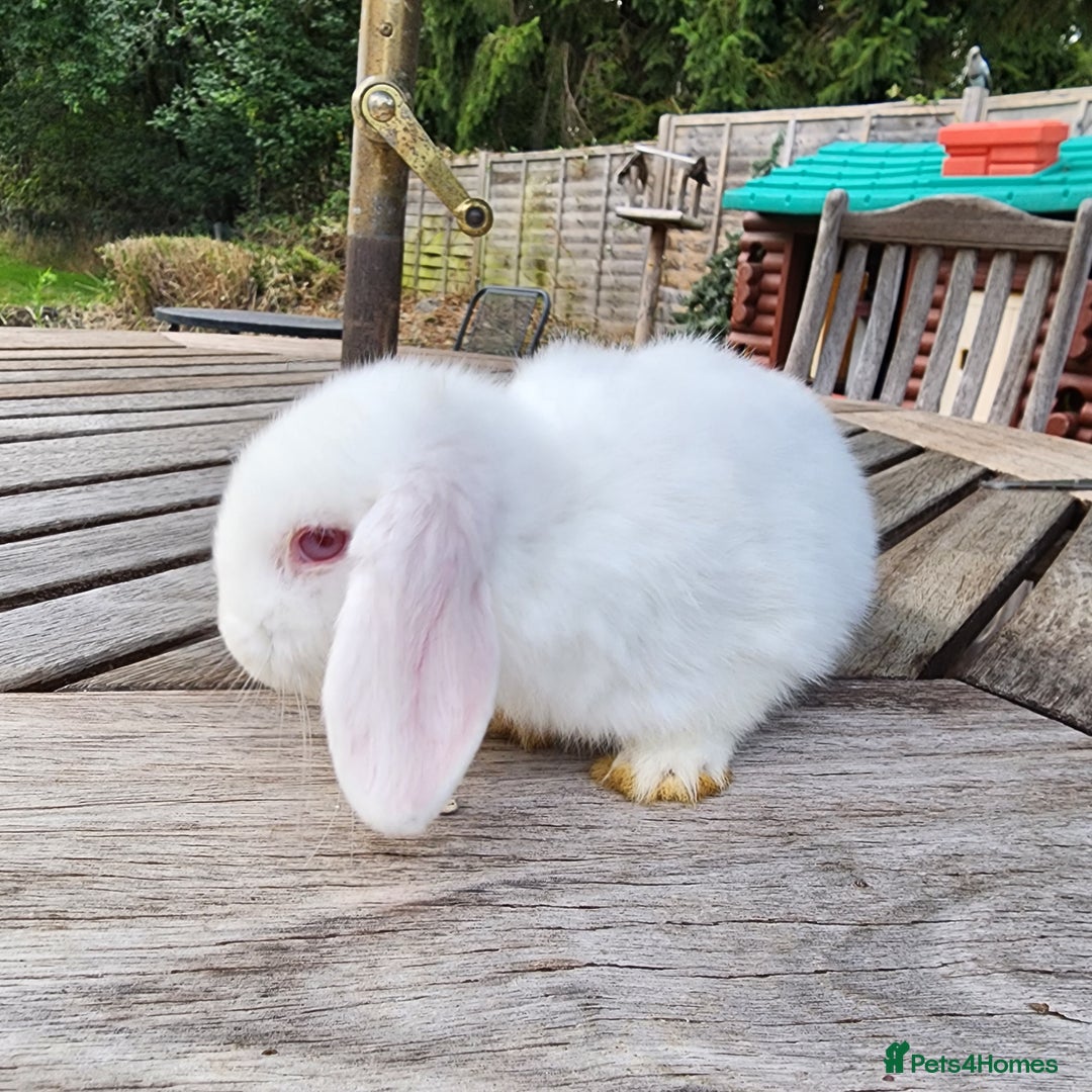 Mini Lop rabbits for sale: Stunning Mini Lops Male  - Image 2