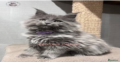 Maine Coon cats TICA registration Stunning Maine coon kittens - Advert 10