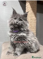 Maine Coon cats TICA registration Stunning Maine coon kittens - Advert 3