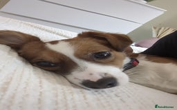 Mixed Breed dogs for sale: Roo - Lovely Small Dog - Image 2