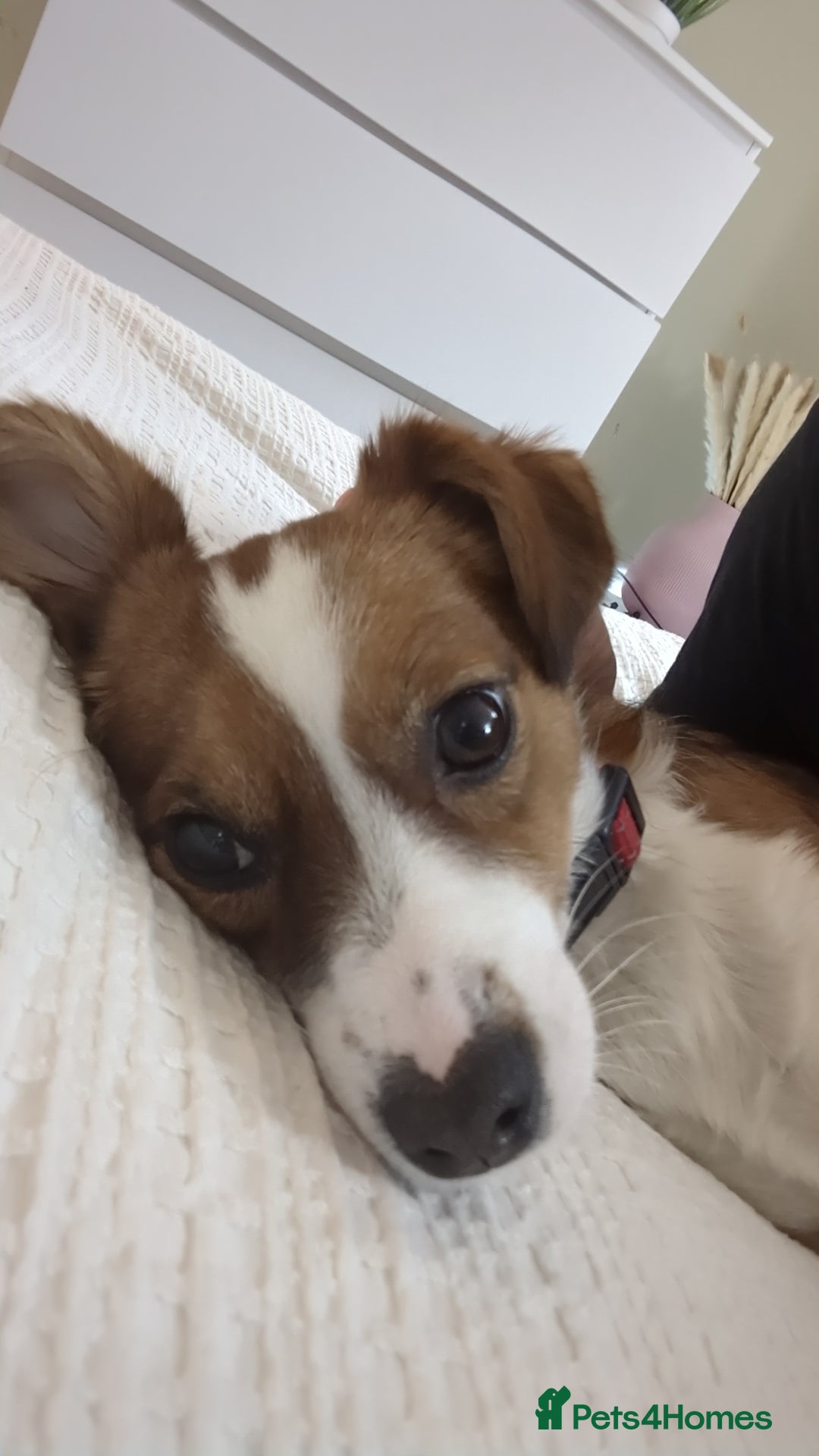 Mixed Breed dogs for sale: Roo - Lovely Small Dog - Image 2