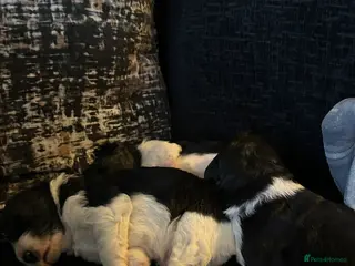 Mixed Breed dogs Parti bernedoodles - Advert 4