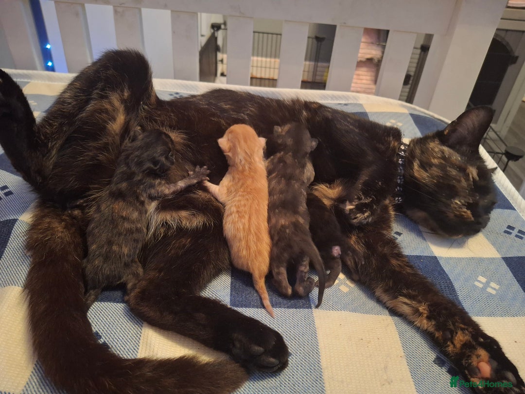 Mixed Breed cats for sale: Kittens  - Image 6