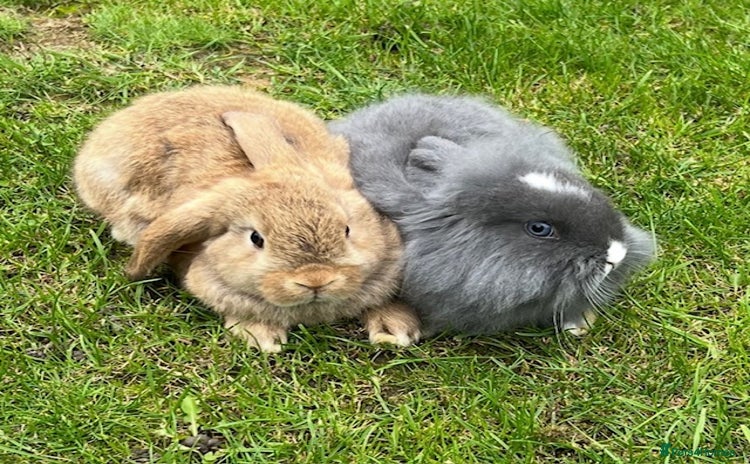 Mini Lop rabbits in Coalville - Advert 4