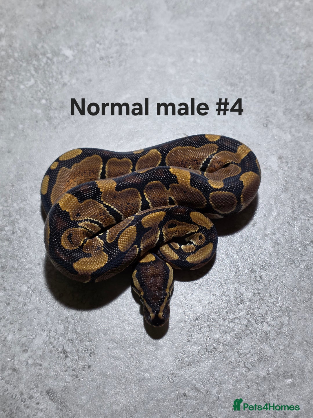 Python Snake reptiles for sale: Hatchling royal pythons  - Advert 17