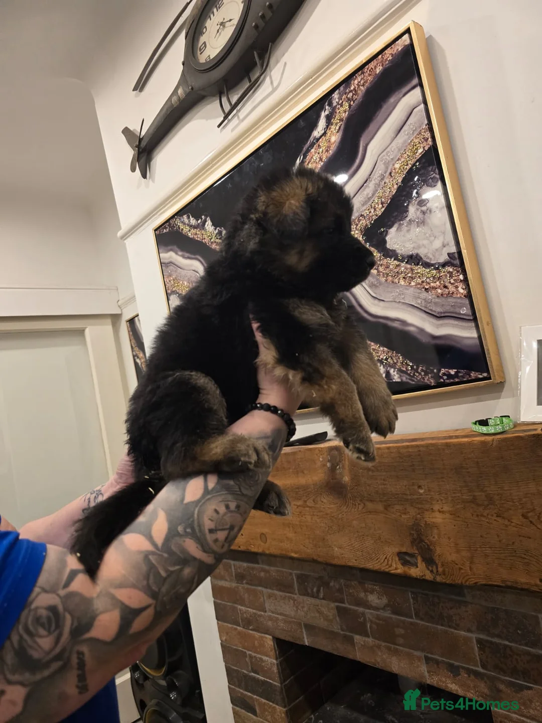 German Shepherd dogs for sale: German shepherd long hair straigh back - Advert 6