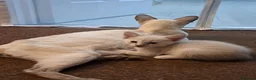 Siamese cats for sale: Siamese mix in Bedford - Advert 18