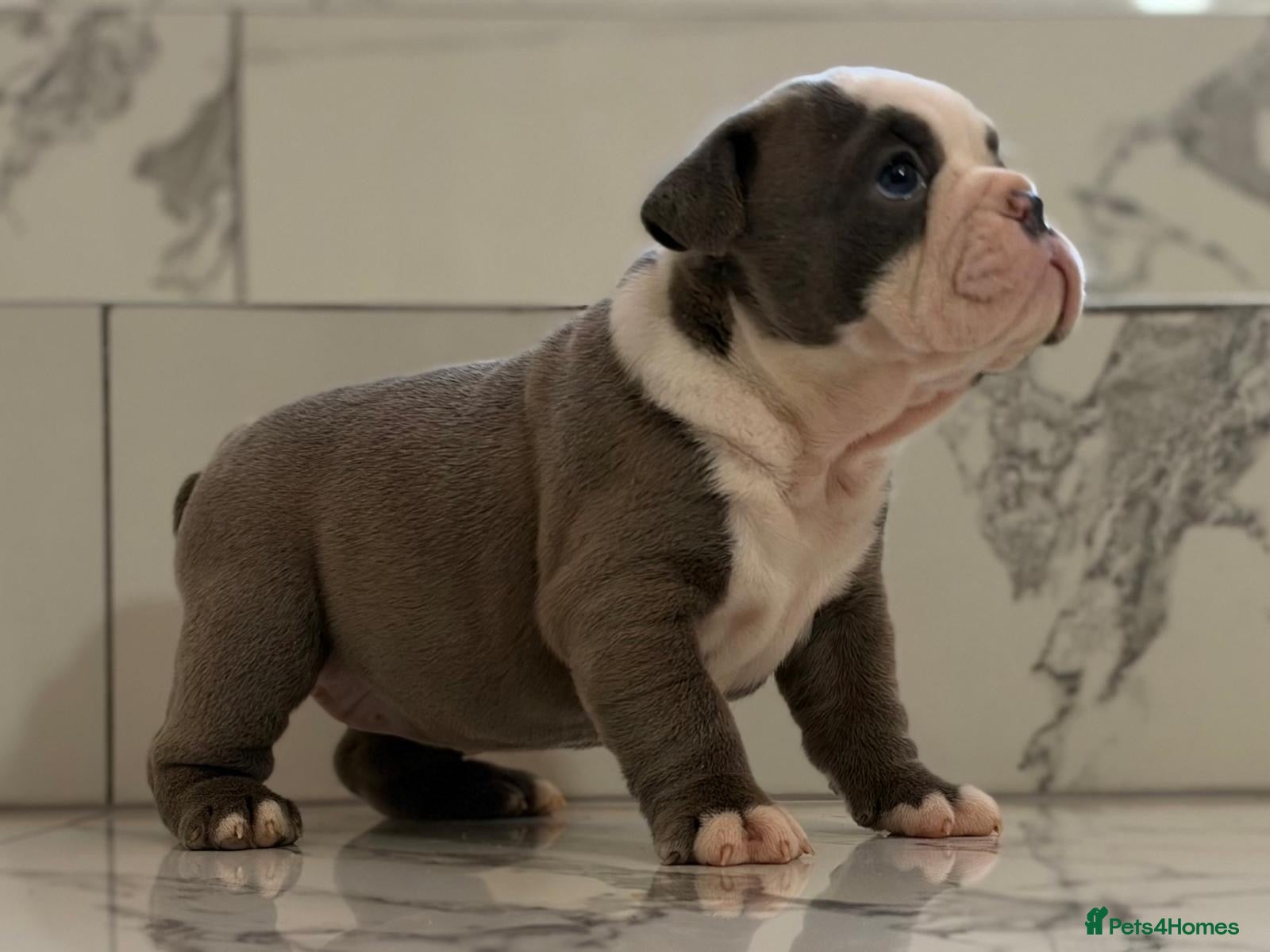 English Bulldog dogs KC English Bulldogs - stunning & health tested - Advert 5