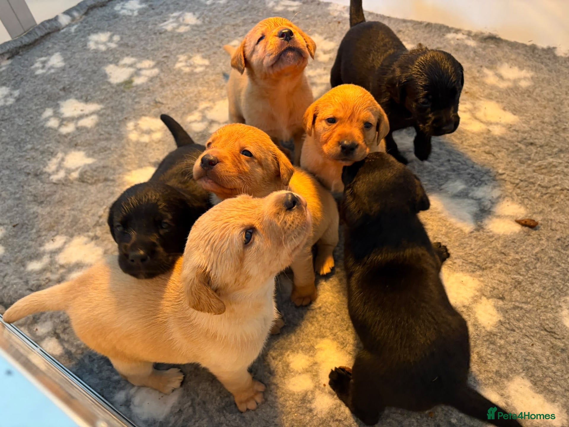 Labrador Retriever dogs KC REG Yellow/fox red and Black Labrador puppies  - Advert 1