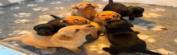 Labrador Retriever dogs for sale: KC REG Yellow/fox red and Black Labrador puppies  - Advert 23