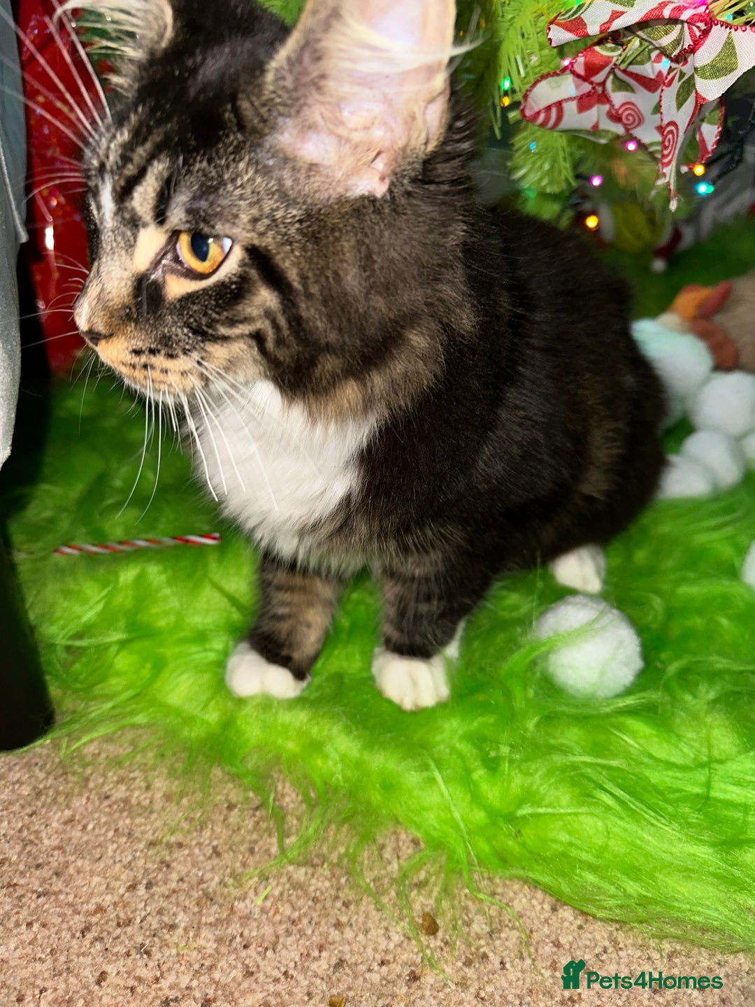 Maine Coon cats for sale: Xl mainecoon kittens dad is Xl very big boy  - Advert 26