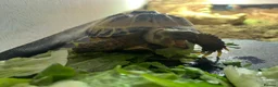 Tortoise reptiles for sale: Young Russian tortoise  - Advert 3