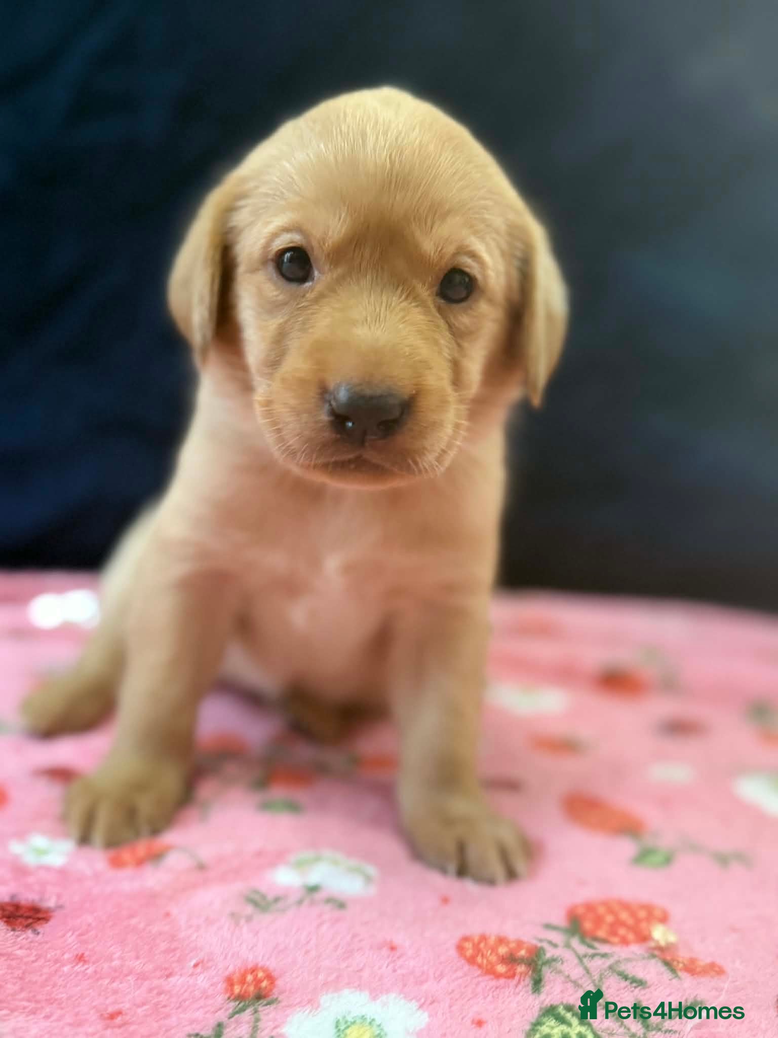 Labrador Retriever dogs KC Registered Labrador Retriever Puppies - Advert 21