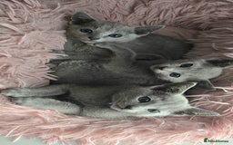 Russian Blue cats for sale: Russian Blue kittens Tica registered  - Image 19