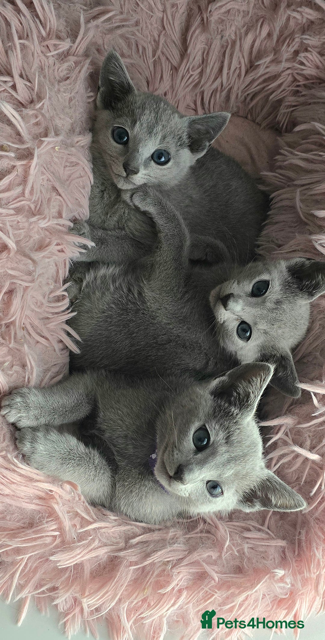Russian Blue cats for sale: Russian Blue kittens Tica registered  - Image 19