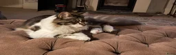 Mixed Breed cats for sale: Maine Coon X - Advert 8