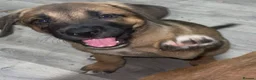 Mixed Breed dogs for sale: RDY 8 CaneCorso x Bullmastiff x BorderCollie Pups - Advert 13