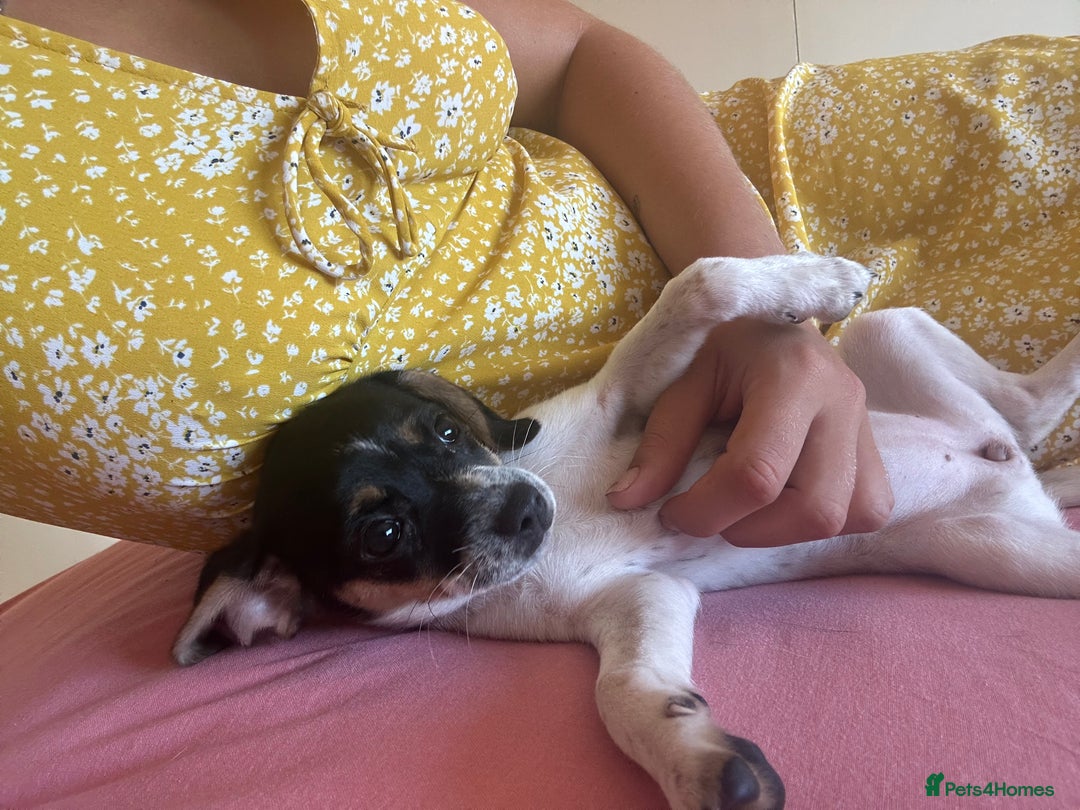 Jack Russell dogs for sale: Jack Russell Girl  - Image 6
