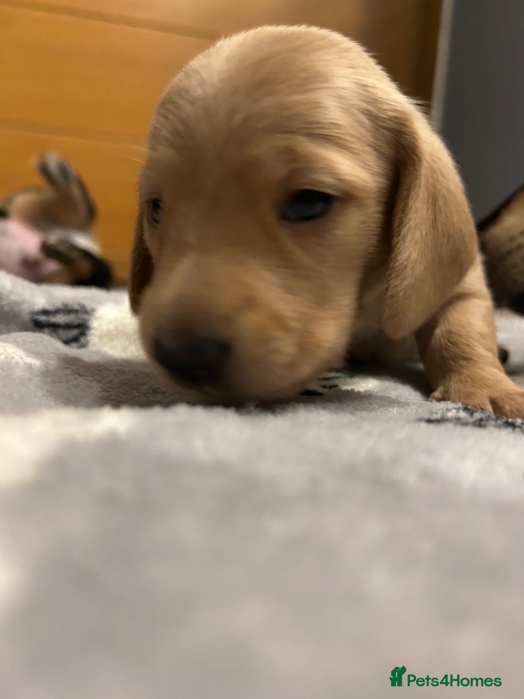 Miniature Dachshund dogs for sale: Mini dachshund puppies - Image 8
