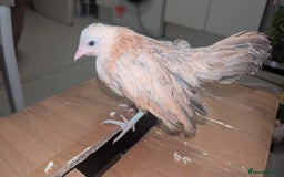 Chickens poultry for sale: Serama chicks 1 1/2 to 2 months,READ DESCRIPTION - Image 10