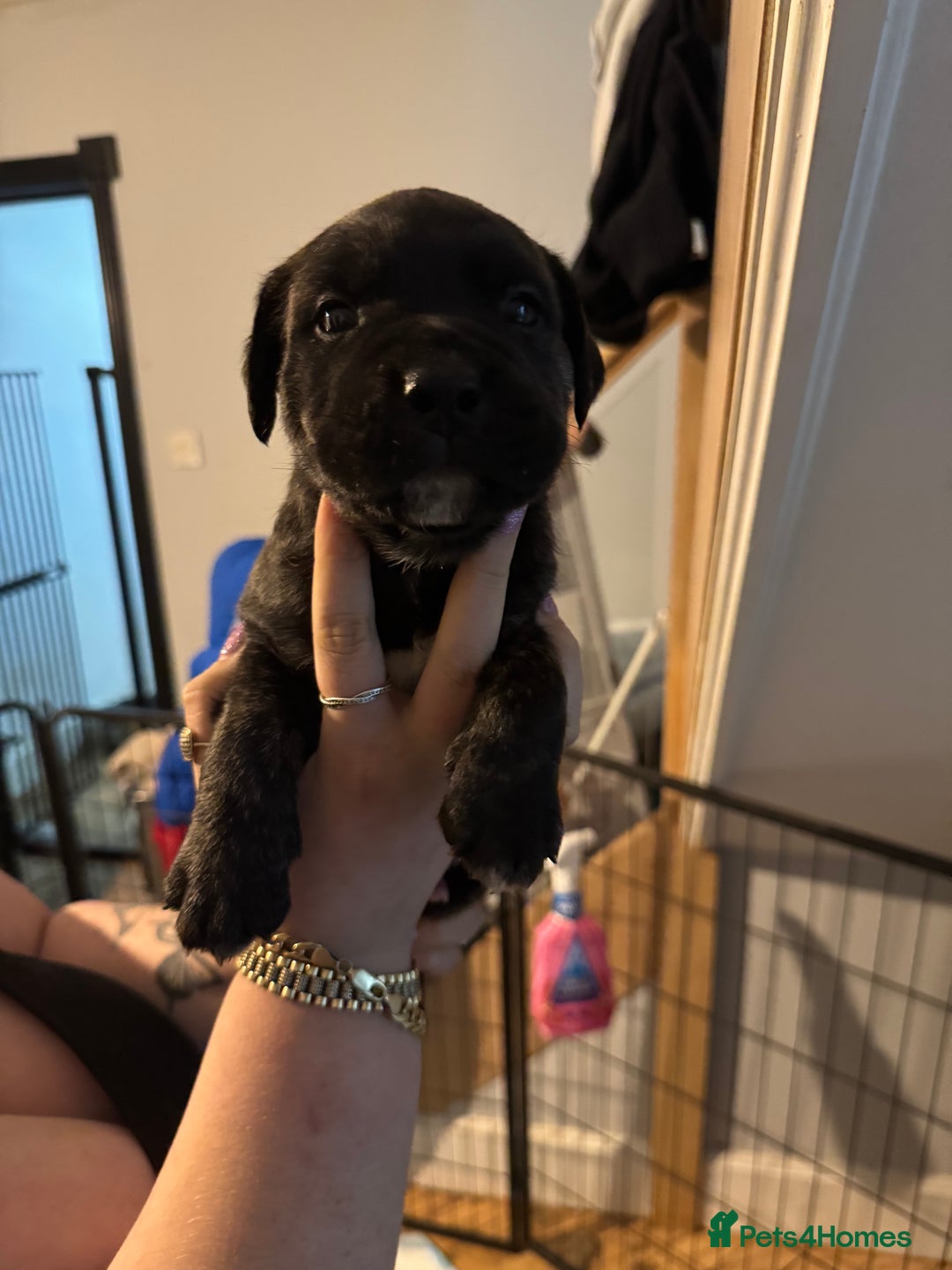 Mixed Breed dogs for sale: American Staff x Bullmastiff Pups  - Image 12