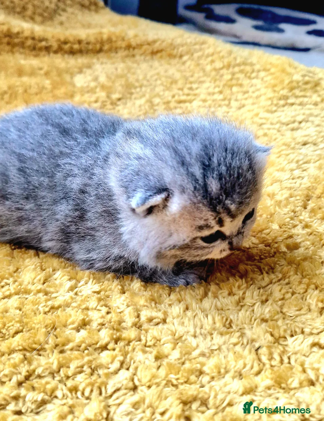 British Shorthair cats for sale: 2 girl 1 boy British Shorthair  - Advert 6
