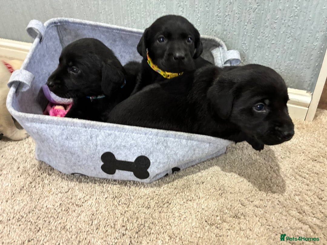 Labrador Retriever dogs for sale: 5 kc Labrador pups  - Image 8