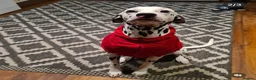 Dalmatian dogs for sale: Blue is looking for his second home *please read* in Lancaster - Advert 19