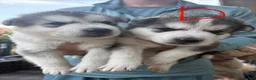 Utonagan dogs for sale: 7 stunning husky/malamute puppies in Waltham Abbey - Advert 10