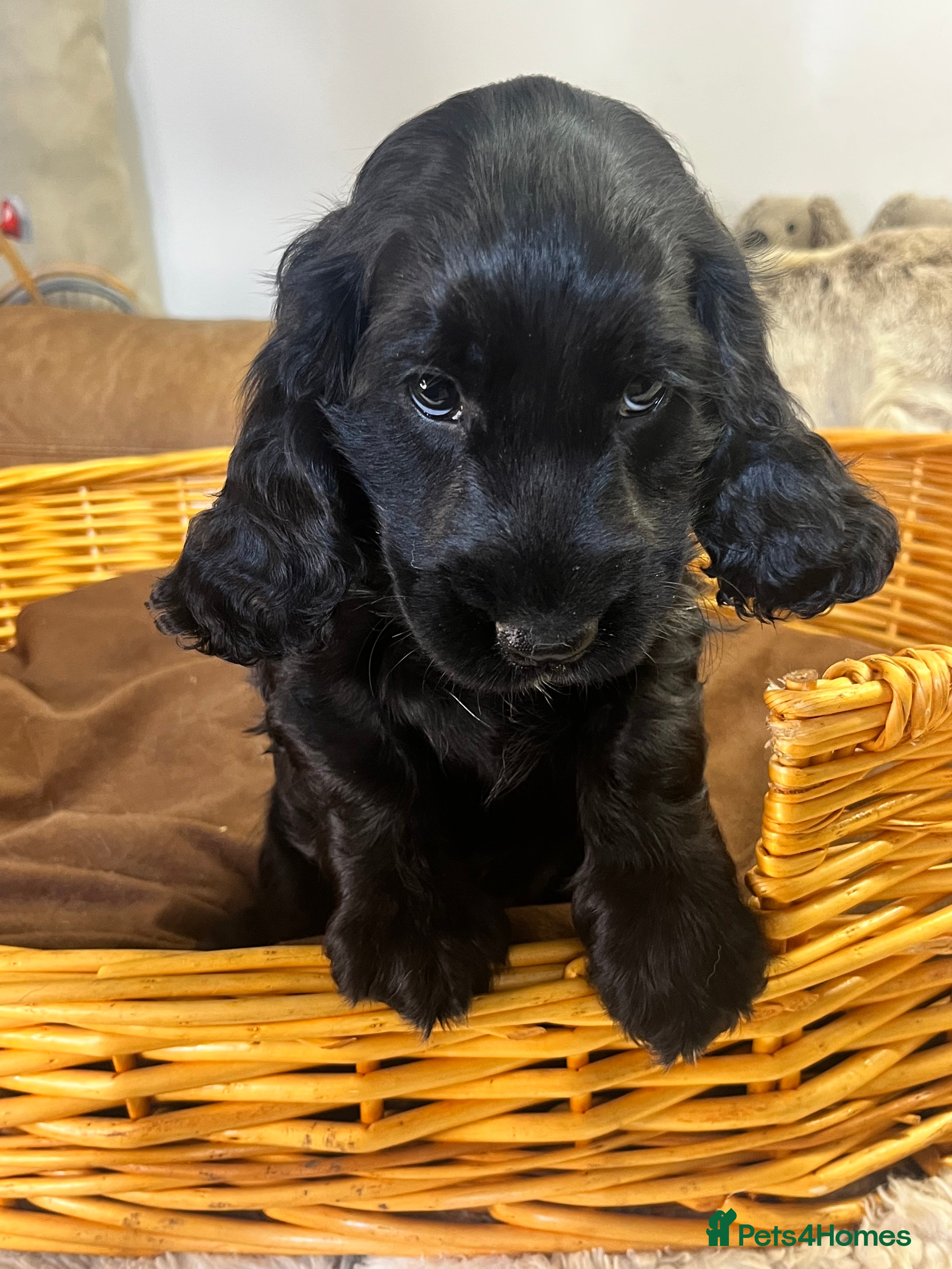 Cocker Spaniel dogs super Quality True To Type KC - Advert 2