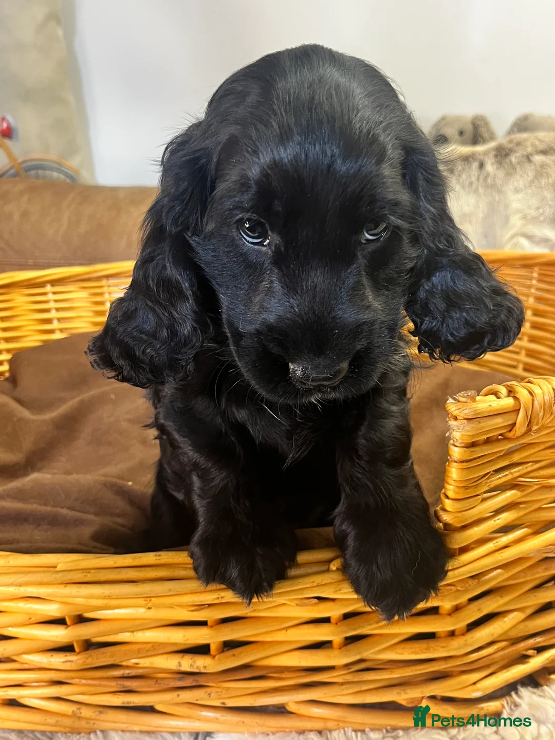Cocker Spaniel dogs for sale: super Quality True To Type KC - Advert 2