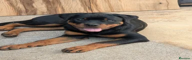 Rottweiler 1